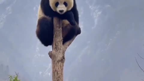 Pandas