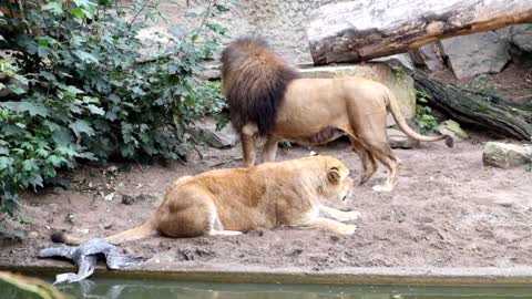 Lion was catching bird - Artis Zoo in Amsterdam