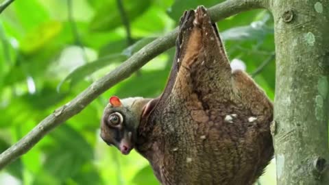 Animais estranhos estão aparecendo no mundo