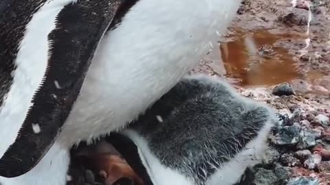 Cute baby penguin