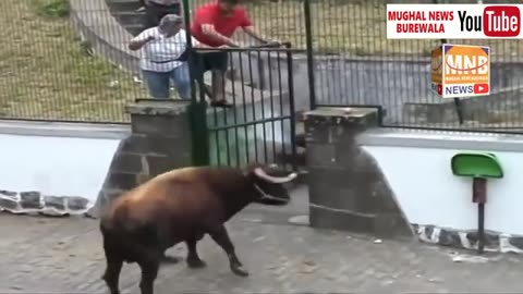 Dangerous bull fight