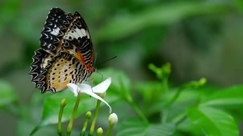 Butterfly standing on a white flower
