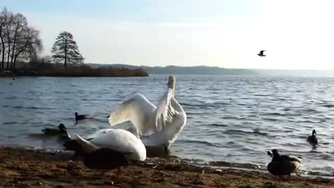 Swan bird