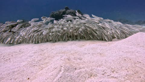 Scuba Diver Encounters School of Venomous Catfish