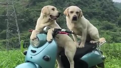 Funny puppy video