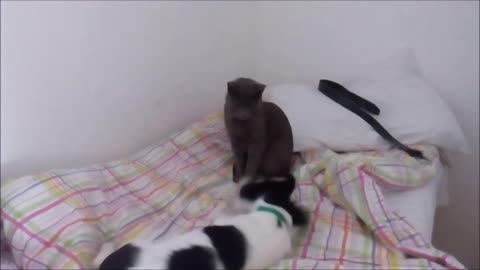 Cat and puppy playing on bed