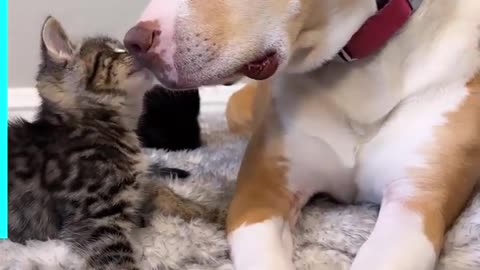 Funniest Animals 2023 😂 Funny Cats and Dogs 🐱🐶 | Funny Animal Videos🐕 pets lover-Animal lover # 5