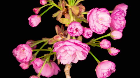 Blooming Pink Sakura Flowers