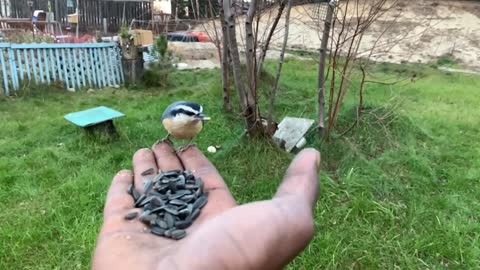 BIRDS AMAZING MOMENT CAPTURED IN SLOWMOTION