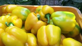 Hidroponik-Farming Hawaiian Peppers in a Greenhouse in Korea: Modern Agriculture Technology
