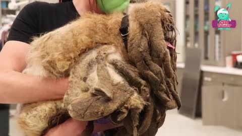 Dog With WAY Too Much Fur Gets The Biggest Haircut EVER!! | Dodo Kids | All Better Do