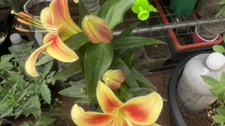Orange yellow lilies