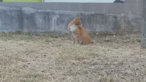 Cat looking at the elementary school playground