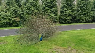 Captivating Peacock Dance at Siddhachalam Jain Derasar: Beauty in Motion