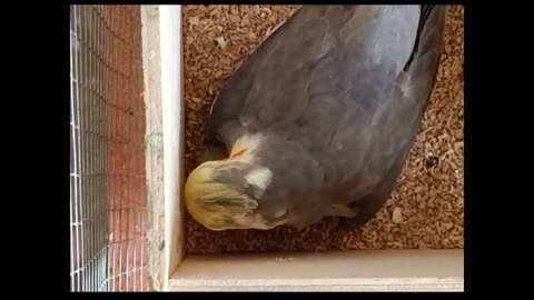 Daddy Trouble feeding his chick