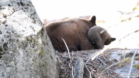 Mother Black Bear & Her Adorable Bear Cub in Sequoia National Park - California