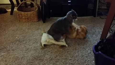 Kitties Hopped Up On Catnip Playfight