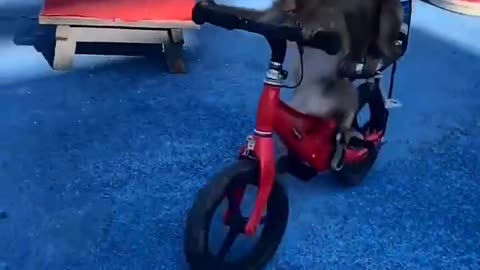 Watch the monkey riding a bike