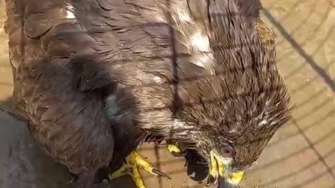 Take care of an eagle | hungry eagle at my roof | #fizafarrukh