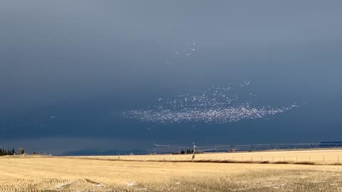 Snow Geese Migrating Over Montana