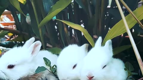 Rabbit eating green leaves