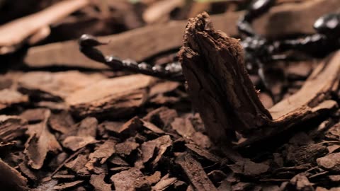 Black scorpion walking closeup