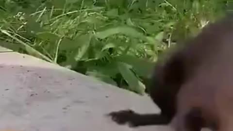 Funny squirrel, is this what people do?
