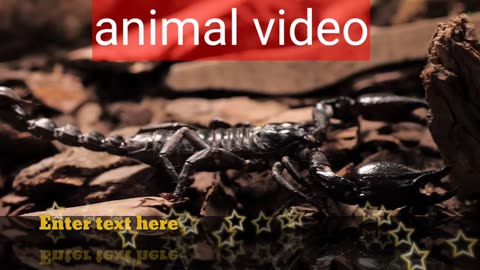 Animal videos