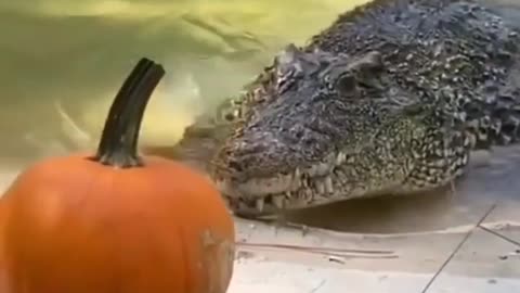 Crocodile 🐊😳😳😳