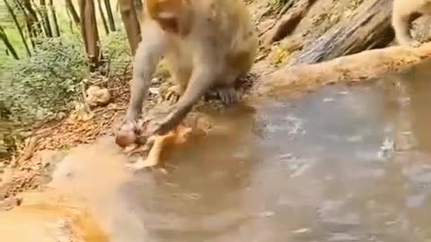 Smart monkey