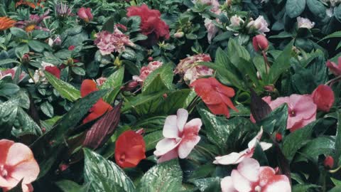 Flowers and green plants