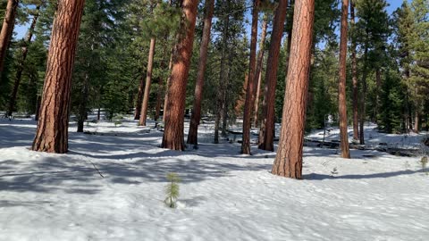 Gorgeous Mighty Ochoco National Forest – Bandit Springs Sno-Park – Central Oregon – 4K