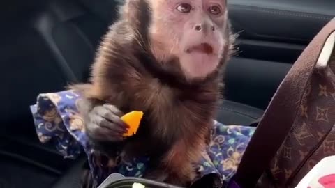 Monkey Eating Fruits 🍥