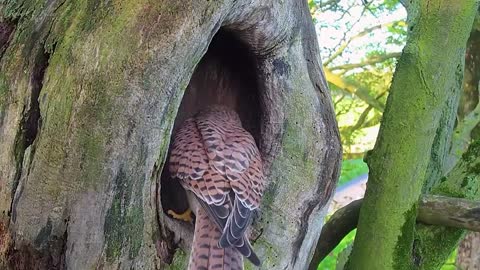 Kestrel Chicks All Alone After Mum Disappears-3