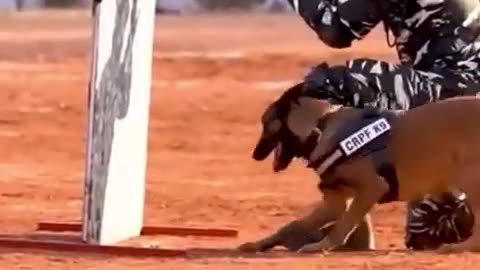 Indian Army dog training video