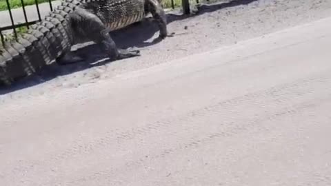 Alligator bends metal fence and make a way through