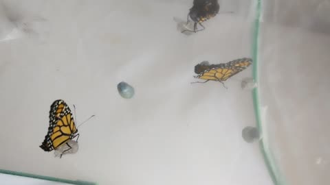 3 monarchs hatched