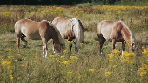 Three horses graze on a field by summer