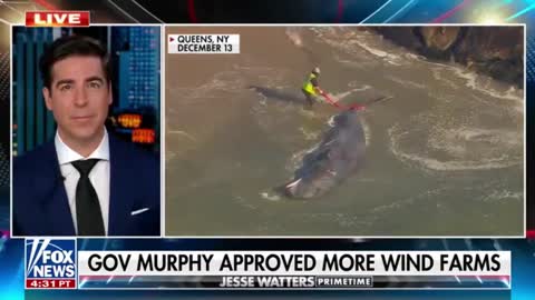 Jesse Watters: "Environmental activists from Jersey believe there's a cover-up going on with the shocking number of dead whales washing up on the beach."