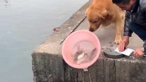 Dog saves the life of fishes