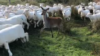 Deer Gets Herded Along With Sheep