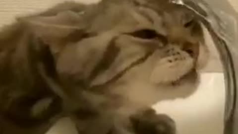 A cat trying to drink water from a tap #shorts #cuteanimals #shortvideo