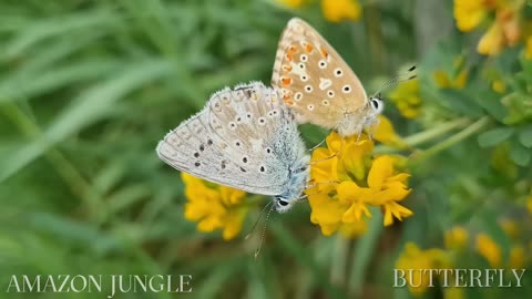 Amazon Butterflies: Rare and Stunning Wildlife Footage 🦋🌿