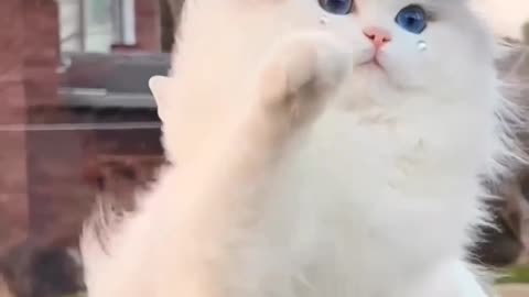 Cute Cat