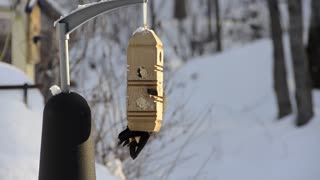 Pileated Woodpecker at winter feeder. Majestic and beautiful.