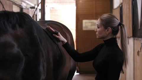 Woman takes care of a horse - brushes dark brown horse on farm