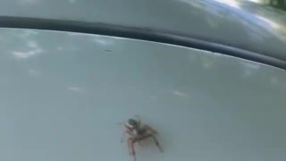 Cute Little Jumping Spider Poses Before A Leap