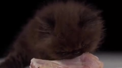 This cat can't even see his eyes when he's eating
