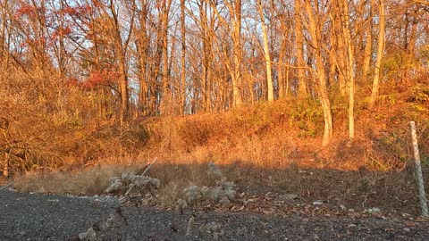 2022 Hunting Vlog 6. Dad Got Up Close and Personal With Some Deer.