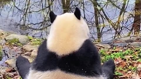 Cute panda || peaceful panda